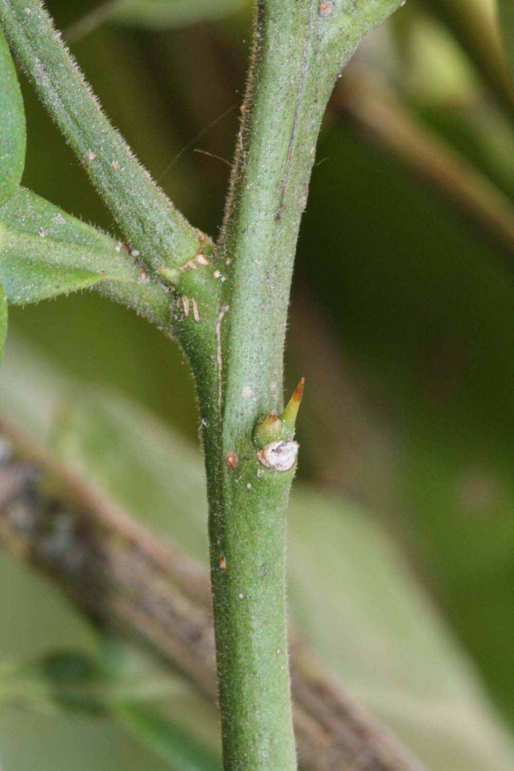            First year twig (Riverside, CA)   